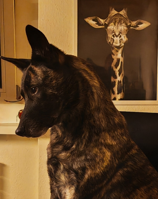 Hund