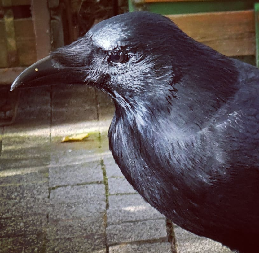 Krähe